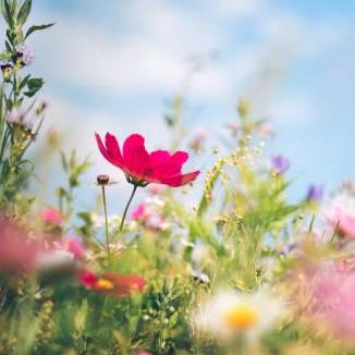 Sensation Flowers
